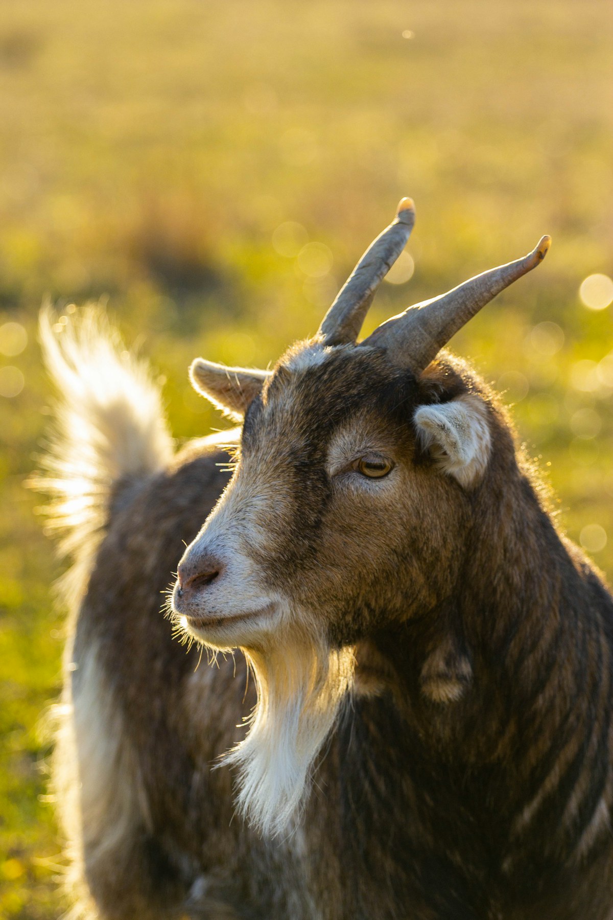 Dairy goat portrait in golden light