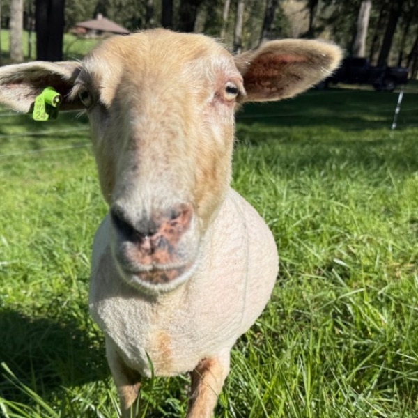 A ewe