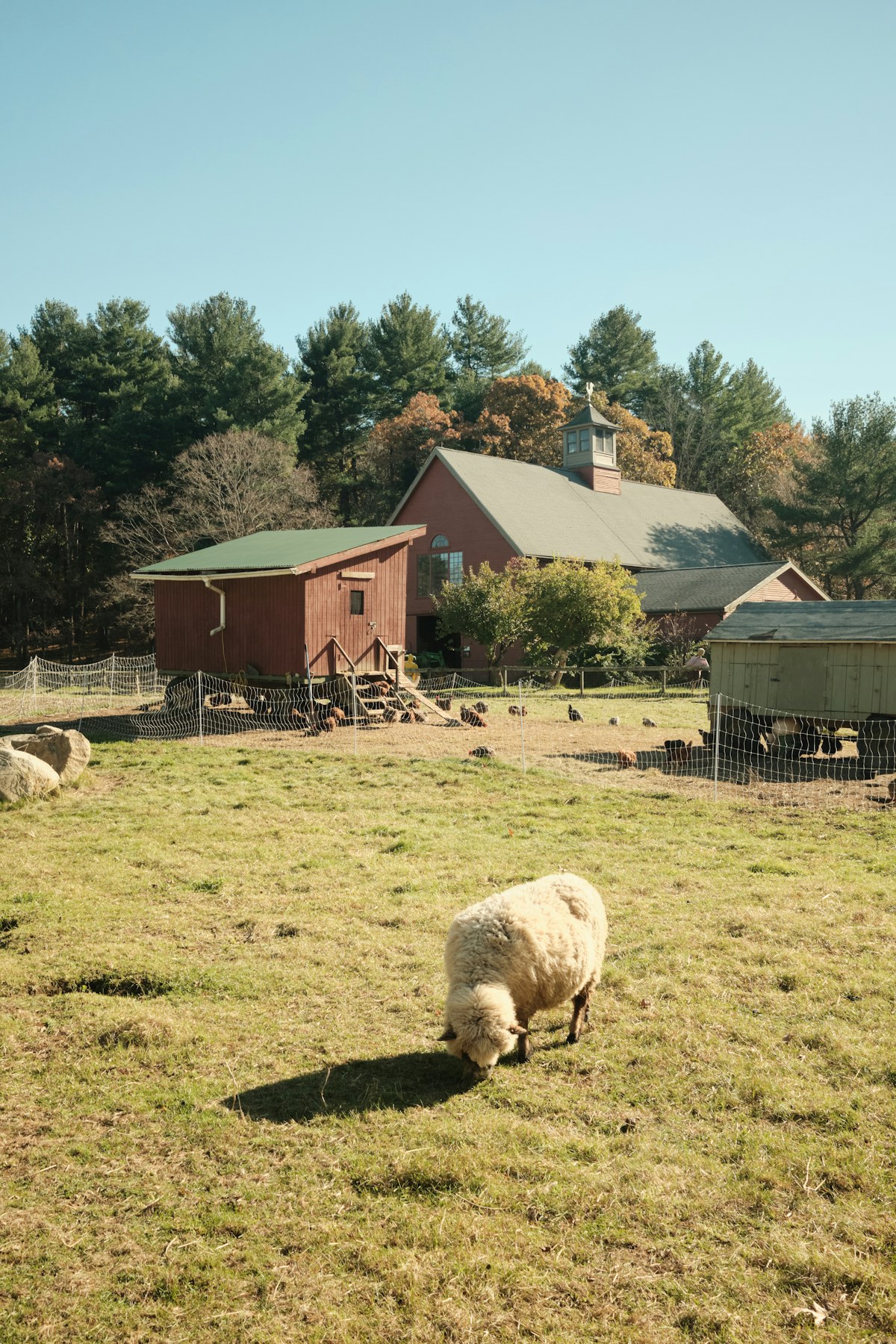 Sheep grazing on the Oregon farm