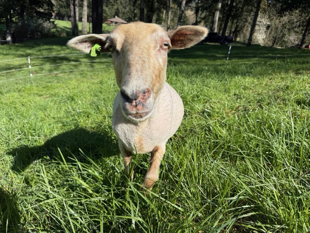 One of our ewes on pasture