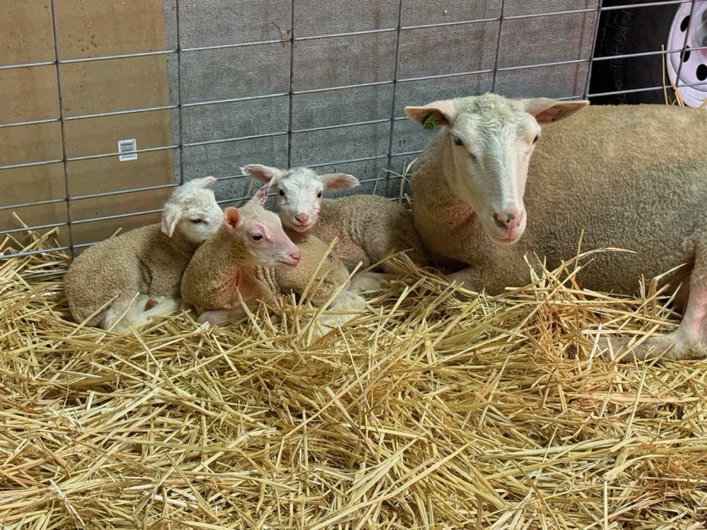A ewe with her triplets in the lambing jug