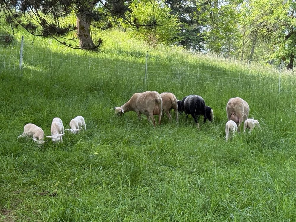 Ewes and lambs on our hillside pasture